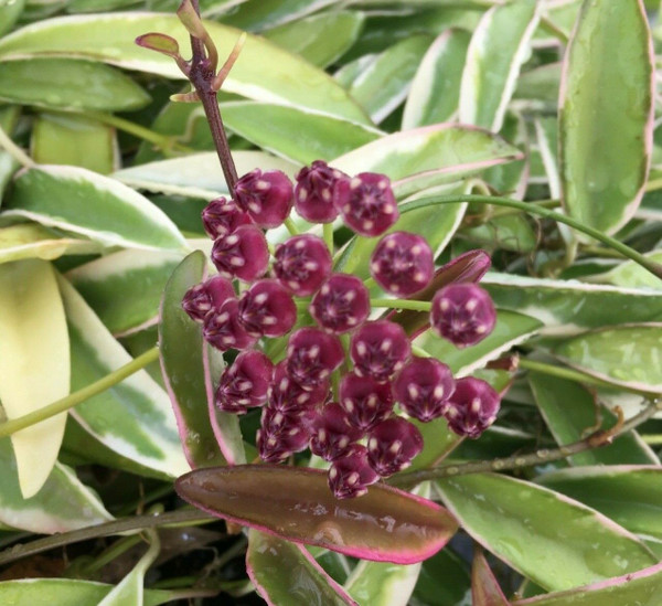 Hoya wayetii  'Lori Lyn'