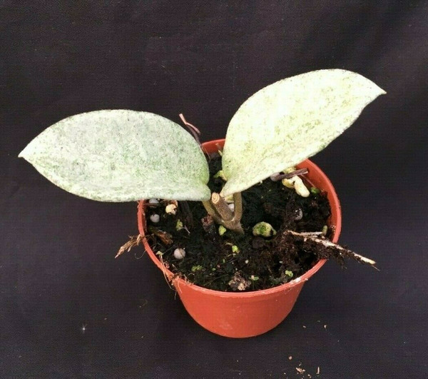 Hoya carnosa 'Nova Ghost'