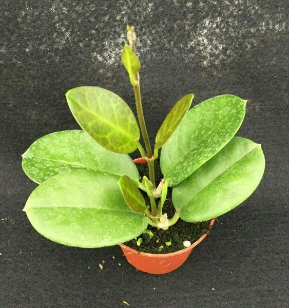 Hoya australis 'Brookfield', Beautiful foliage with copper colored new growth with visible golden colored veins.  This clone gives us the beautiful 'Lisa' variegated australis, easy to grow, lush large satiny leaves! Blooms with white flowers with pink centers, fragrant. The two and half inch pots are well established and have one to two plants per pot, shipped in the pot.