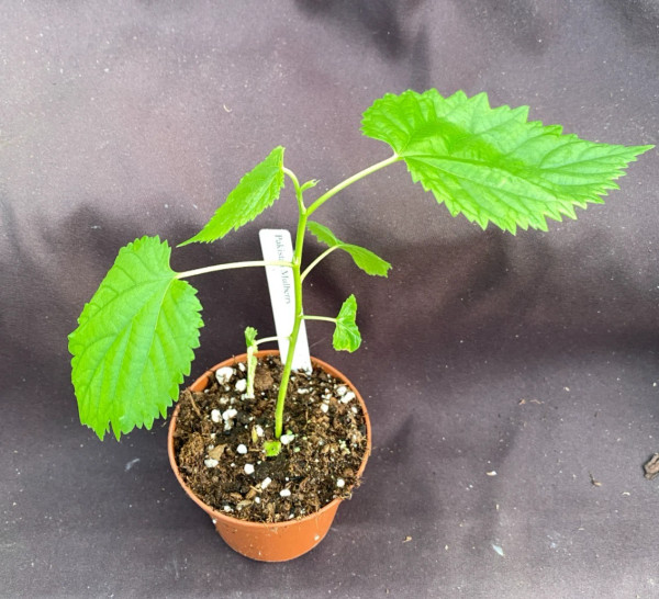 Pakistan Mulberry