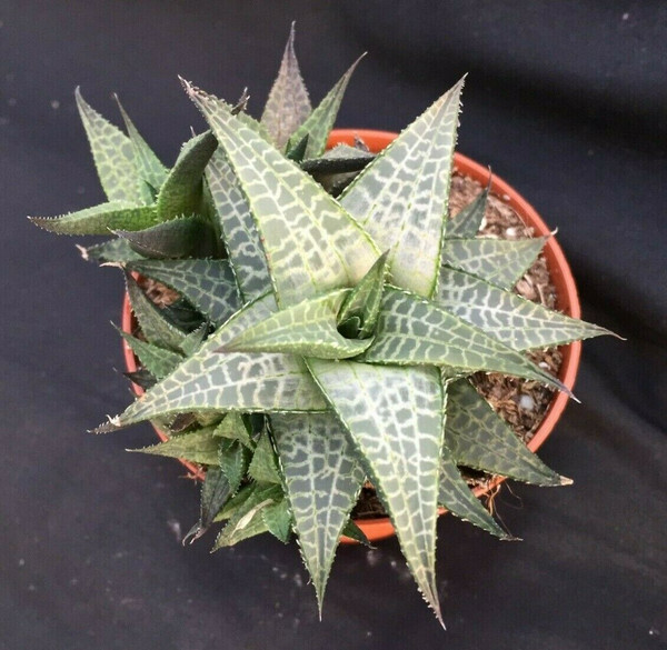Haworthia tesselata