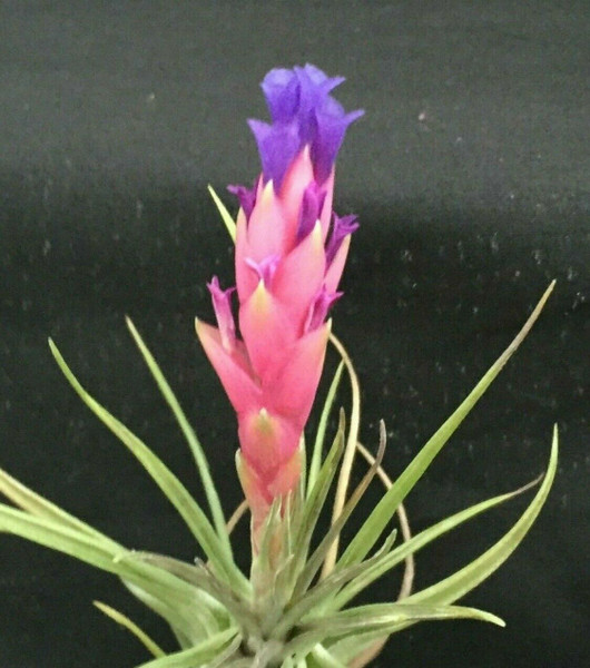 Tillandsia aeranthos