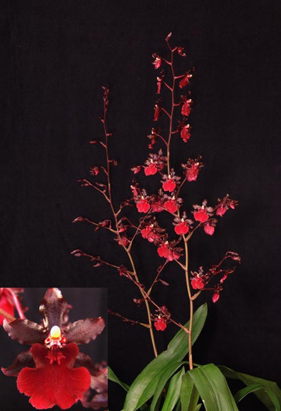 Oncostele Succubus 'Night Shift'