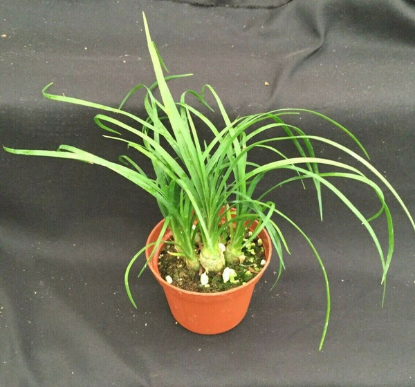 Beaucarnea recurvata  (Clump)