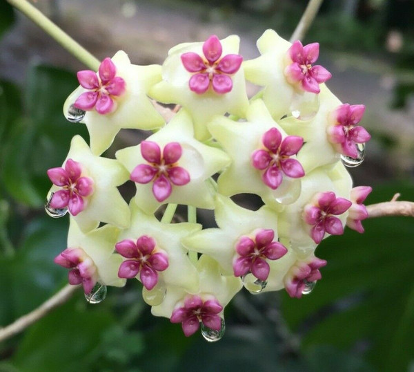 Hoya Ghost Fairy MB 1034-505