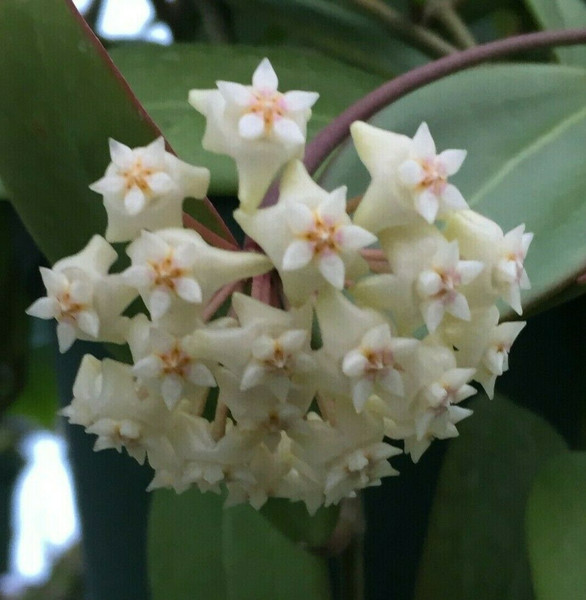 Hoya sp. Laos