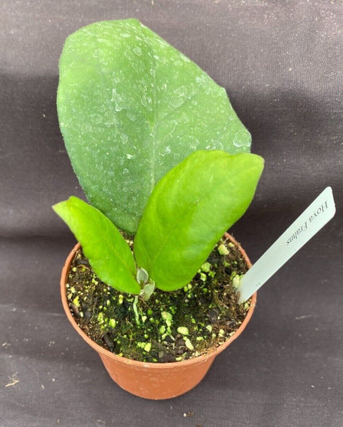 Hoya Frahns