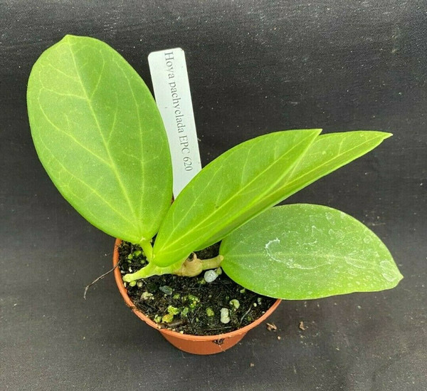 Hoya pachyclada EPC 620
