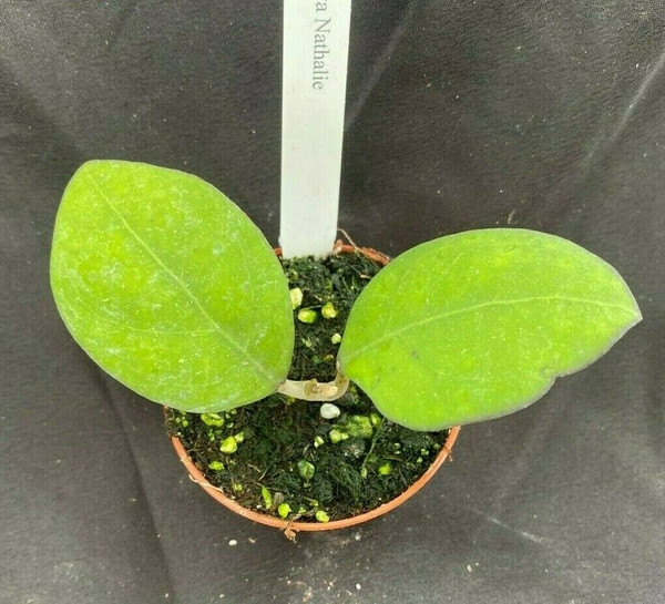 Hoya Nathalie