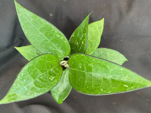 Hoya parasitica 'Black Margin'
