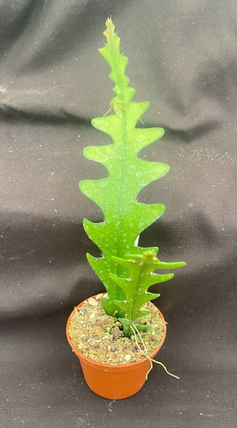 Epiphyllum anguliger