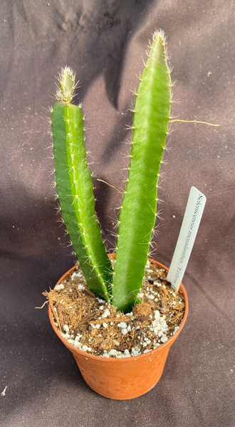 Selenicereus megalanthus,  Yellow Dragon Fruit