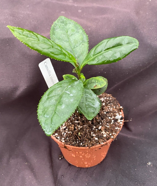 Camellia sinensis,  Tea
