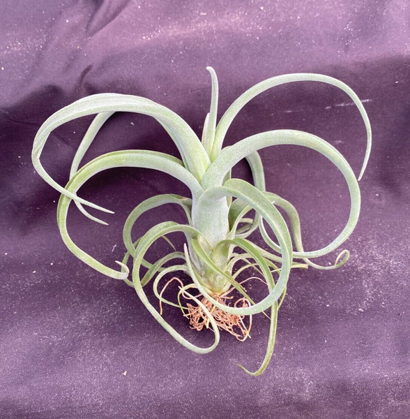 Tillandsia Curly Slim  (T. intermedia X T. streptophylla)