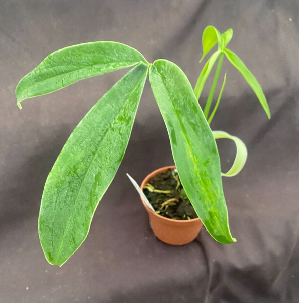 Philodendron tripartitum