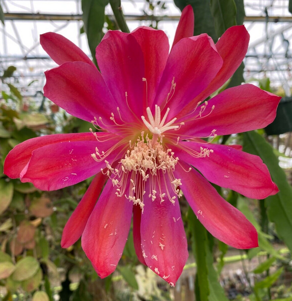 Epiphyllum Sparkling Burgundy