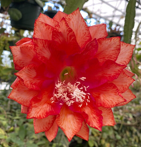 Epiphyllum 'Three Oranges'