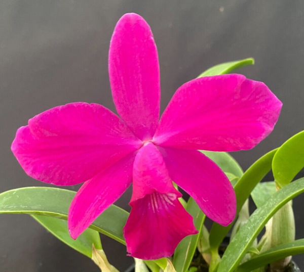Cattleya Miyuki Little King