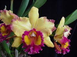 Rlc. Hausermann's Starfire 'Times Square'