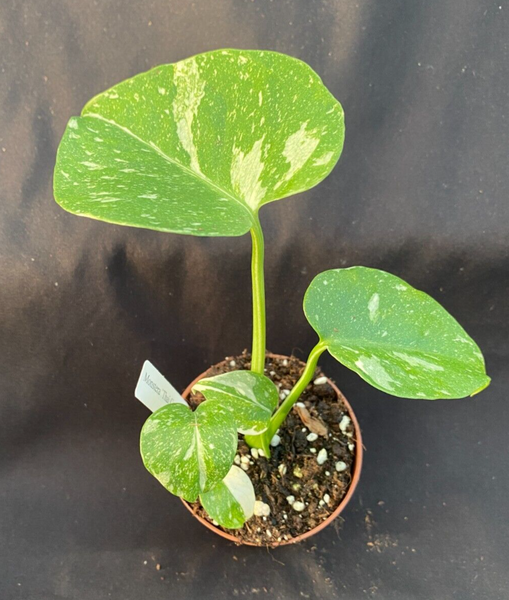 Monstera deliciosa 'Thai Constellation'