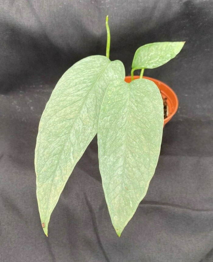 Foliage Page 2 Secret Garden Rare Plants