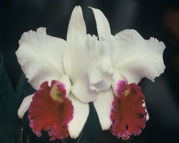 Mississippi Gulf Coast Orchid Show