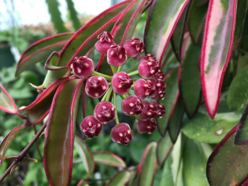 Hoya wayetii vs. Hoya kentiana