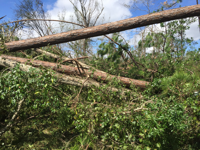 Timber lost in the Panhandle