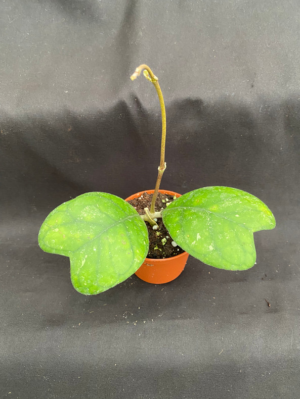 One of a kind plants up for auction