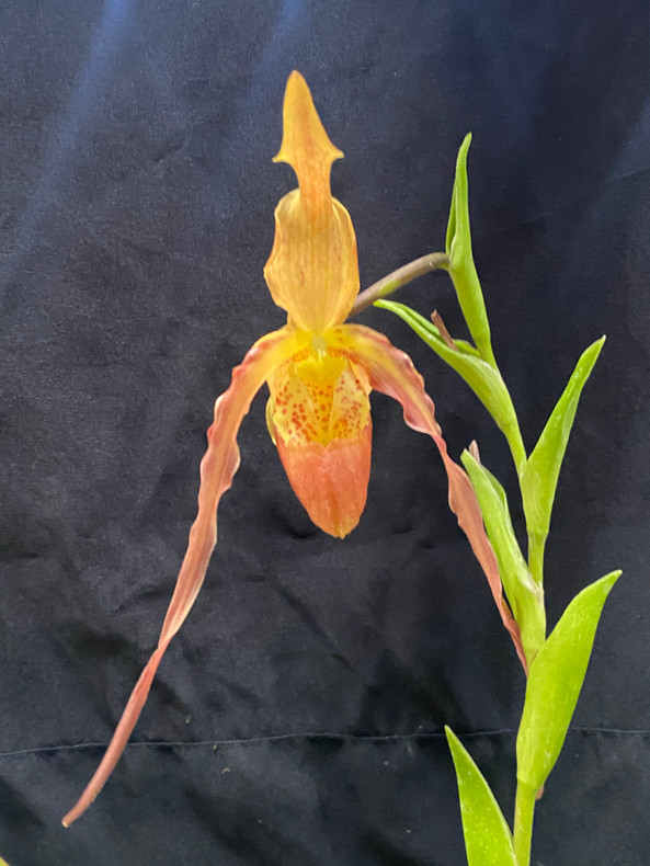 Our Latest Award Winning Orchid