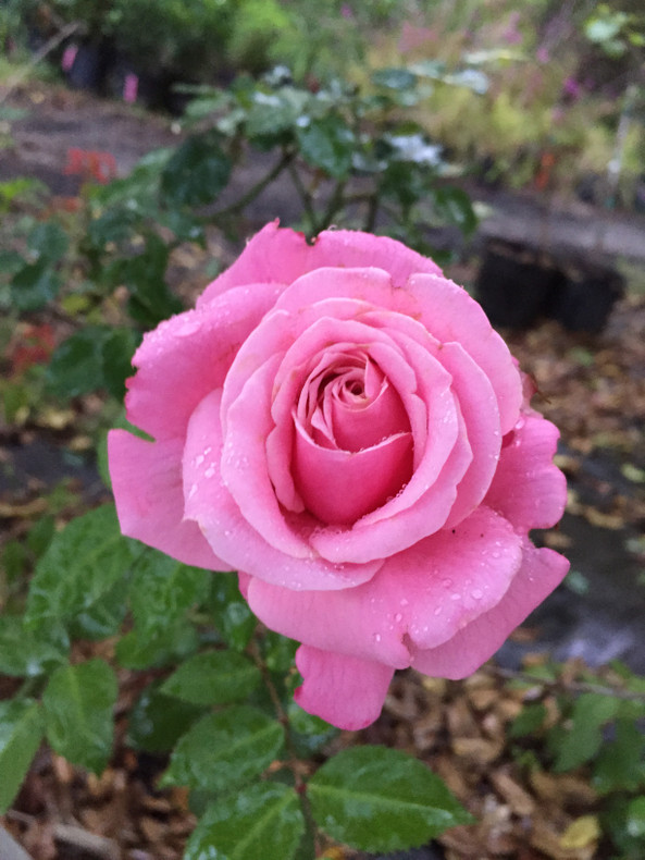 Callaway Gardens Plant Fair