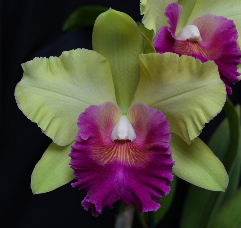 Our Award winning Orchid!