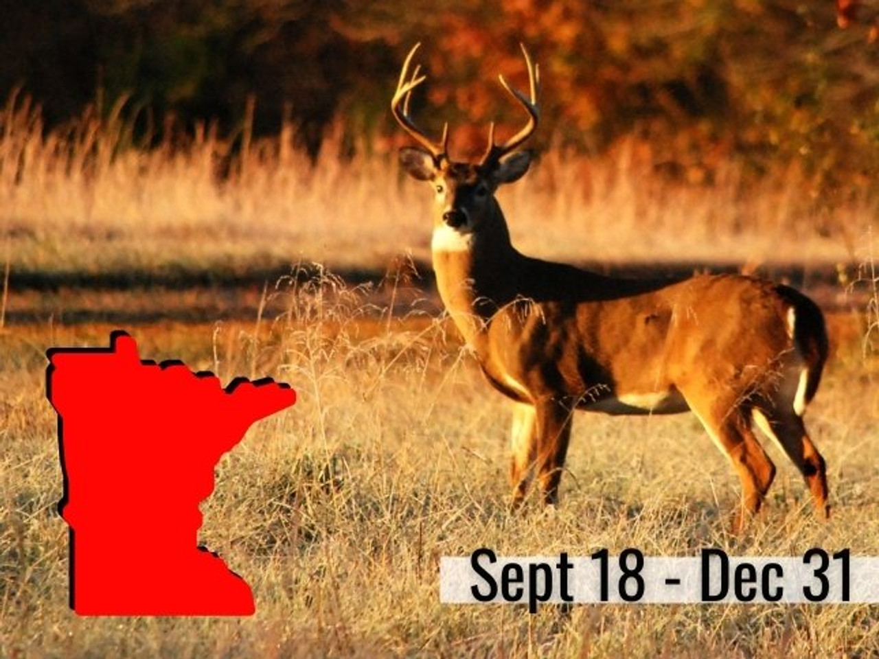 2021 Deer Hunting Opener and Regulations In Minnesota Archery Country