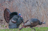 Turkey Season 2021 Turkey Season 2021