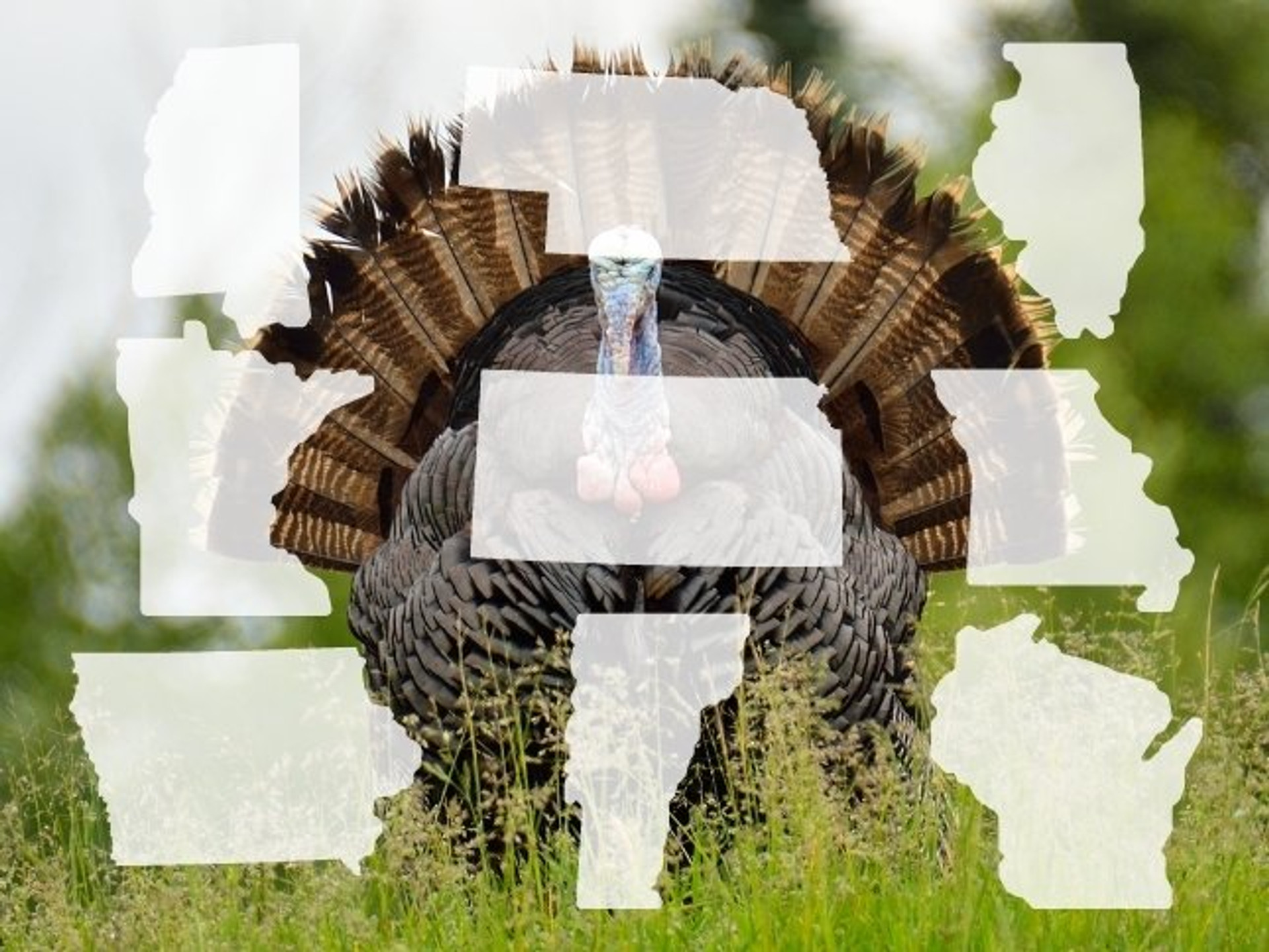 Most Popular Turkey Hunting States Dates And Regulations 2022 Archery