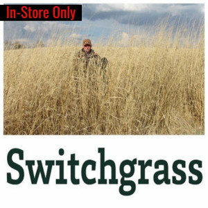 Real World Switchgrass Real World Switchgrass