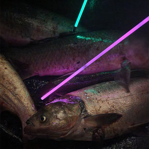 Muzzy Sabre Lighted Bowfishing Arrow - Carp Point Muzzy Sabre Lighted Bowfishing Arrow - Carp Point