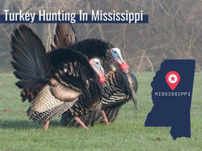 Mississippi Turkey Season and Regulations 2022
