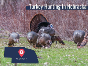 Nebraska Turkey Season and Regulations 2022 Nebraska Turkey Season and Regulations 2022