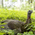 Avian-X LCD Laydown Hen Decoy Avian-X LCD Laydown Hen Decoy