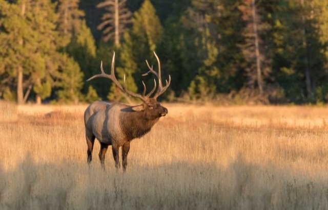 Slick Trick Broadheads for Elk 