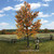 Maple Tree, Autumn 10" Tall William Britain (53020) Alt Image 2