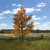 Maple Tree, Autumn 10" Tall William Britain (53020) Alt Image 3