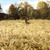 FALL MEADOW GRASS MAT 32"X 12"   William Britain (80006) Alt Image 1