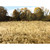 FALL MEADOW GRASS MAT 32"X 24"   William Britain (80012) Main Image