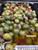 Mediterranean Herb Olive Mix