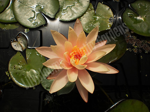 LilyBlooms Nymphaea 'Georgia Peach' Water Lily