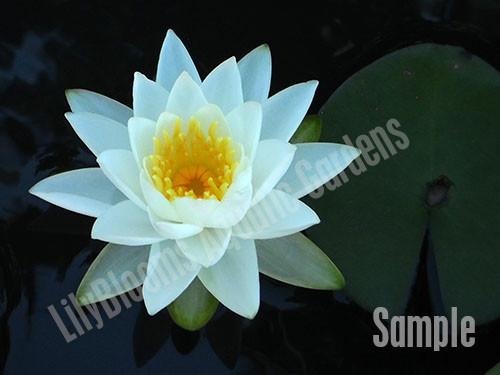LilyBlooms Hardy Water Lily