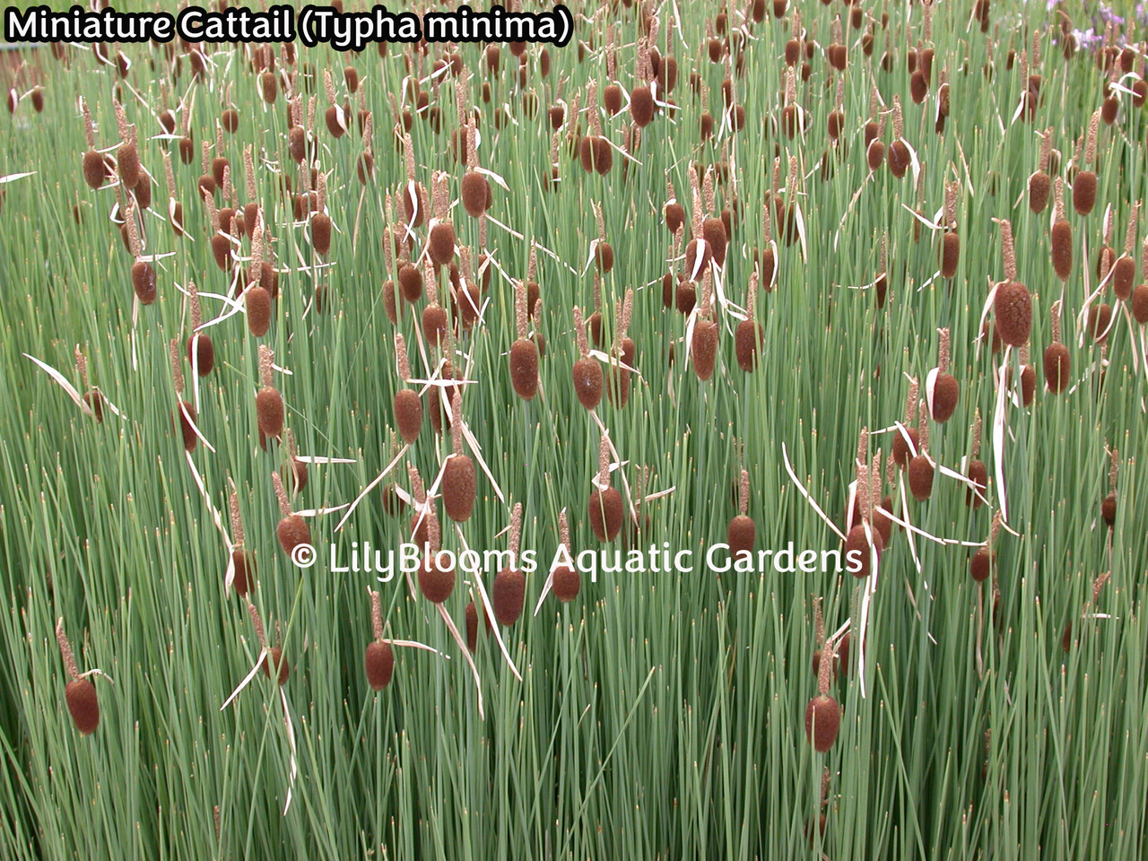 Miniature (aka Dwarf) Cattail (Typha minima)