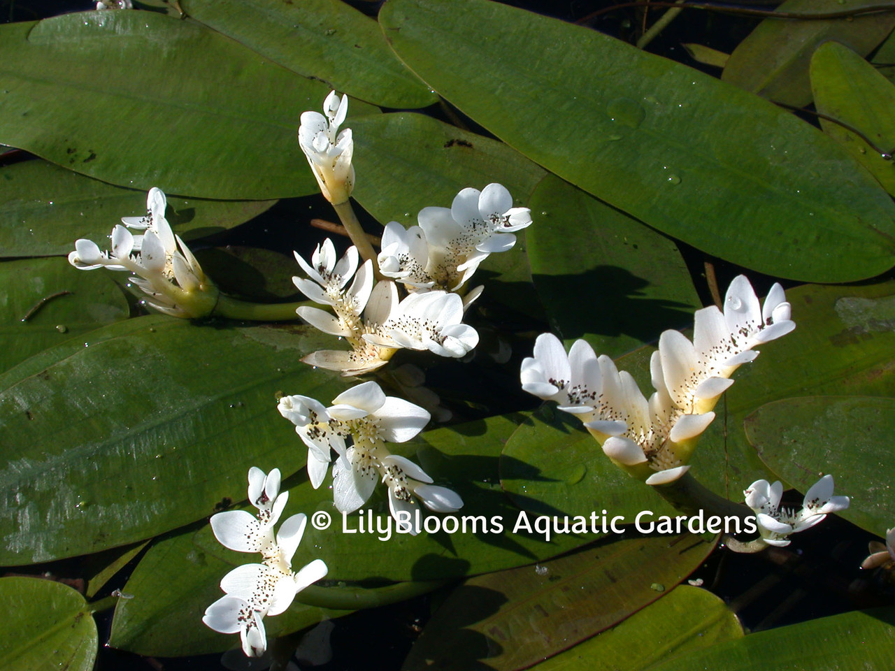 Water Hawthorne (Aponogeton distachyus) Lily-Like Aquatic Plant